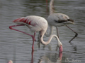 Flamenco común ( Phoenicopterus ruber )