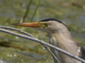 Avetorillo ( ixobrychus minutus ) Little bittern