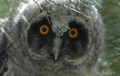 Buho chico ( Asio otus ) Long-eared owl