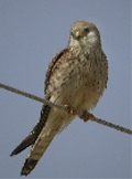 Cernícalo vulgar ( Falco tinnunculus )  Kestrel