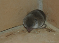 Musaraña gris ( Crocidura russula )