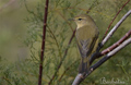 Mosquitero común ( Phylloscopus collybita )