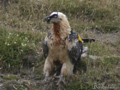 Quebrantahuesos ( Gypaetus barbatus ) y otras rapaces -