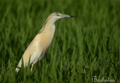 Garcilla cangrejera ( Ardeola ralloides ) Squacco heron