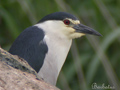 Martinete ( Nycticorax nycticorax ) Night heron