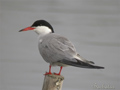 Charrán común ( Sterna hirundo )