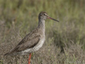 Archibebe común ( Tringa totanus ) redshank