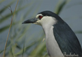 Martinete común ( Nycticorax nycticorax )