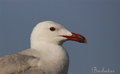 Gaviota audouín ( Larus audoinii )