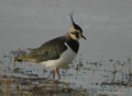Avefría ( Vanellus vanellus )  Lapwing