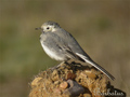Lavandera blanca ( Motacilla alba ) White wagtail