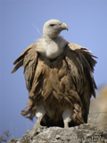 Buitre común ( Gyps fulvus ) Griffon vulture