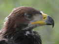 AGUILA REAL ( Aquila chrysaetos )  Golden eagle