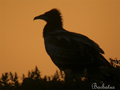 ALIMOCHE ( Neophron percnopterus ) Egyptian vulture