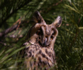 Buho chico ( Asio otus ) Long-eared owl