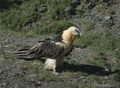 Quebrantahuesos ( Gypaetus barbatus ) Bearded vulture