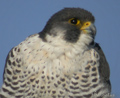Halcón peregrino ( Falco peregrinus )  Peregrine