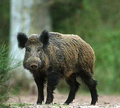 Jabalí ( Sus scrofa ) Wild Boar