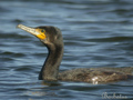 Cormoran grande ( Phalacrocorax carbo )
