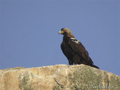Aguila imperial ( Aquila adalberti )