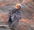 Quebrantahuesos ( Gypaetus barbatus ) Bearded vulture