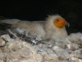 Alimoche ( Neophron percnopterus ) Egyptium vulture
