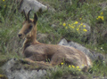 Rebeco ( Rupicapra pyrenaica ) Chamois