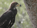 Aguila real ( Aquila chrisaetos ) Golden eagle