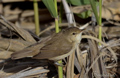 Mosquitero comun (Phylloscopus collybita) Chiffchaff