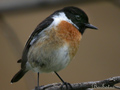 Tarabilla común (Saxicola torquata ) Stonechat