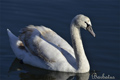 Cisne vulgar ( Cygnus olor )  Mute Swan