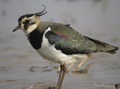 Avefría ( Vanellus vanellus ) Lapwing