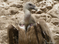 Buitre leonado ( Gyps fulvus ) Griffon vulture
