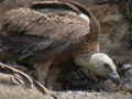 Buitre leonado ( Gyps fulvus ) Griffon vulture