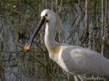 Espátula común ( Platalea leucopodia ) Sp
