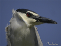 Martinete ( Nycticorax nycticorax )
