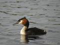 Somormujo lavanco (Podiceps cristatus )  Great crested
