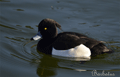 Porron moñudo ( Aythia fuligula )  Tufted duck