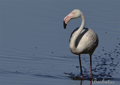 Flamenco ( Phoenicopterus roseus )  Greater flamingo