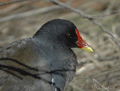 Gallineta común (Gallinula chloropus ) Moorhen