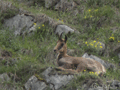 Rebeco ( rupicapra rupicapra )  Southern chamois