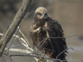 Aguilucho lagunero ( Circus aeruginosus )  Marsh Harri