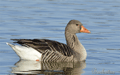 Ansar comun ( Anser anser ) . Greylag Goose