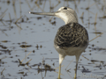 Archibebe claro ( Trina nebularia ) . Greenshank