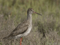Archibebe común ( Tringa totanus )  Redshank