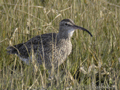 Zarapito trinador ( Numenius phaeopus ) Whimbrel