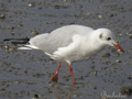 Gaviota reidora ( Larus ridibundus )  Black-headed Gul