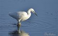 Garceta común ( Egretta garzetta ) Little Egret