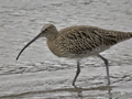 Zarapito real ( Numenius arquata ). Curlew