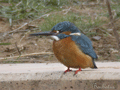 Martín Pescador ( Alcedo atthis )  Kingfisher